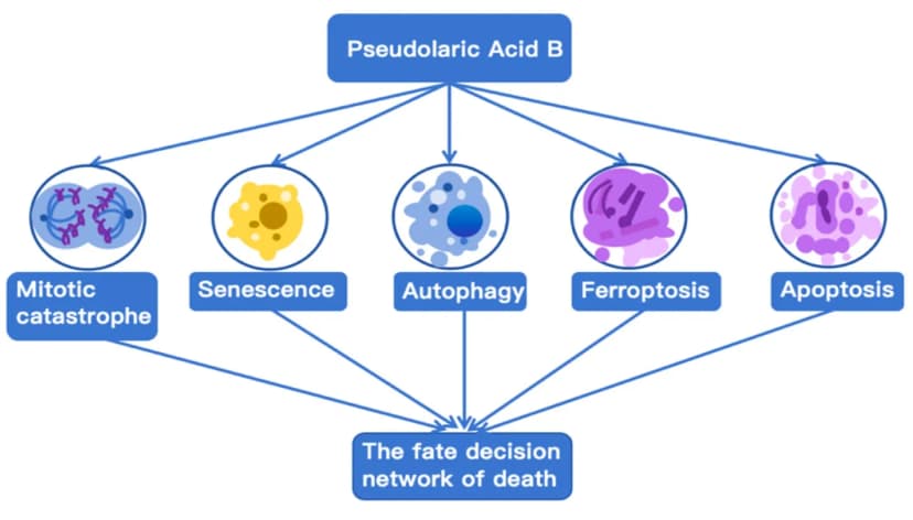 Pseudolaric Acid B as a Promising Antitumor Natural Product with Context–Dependent Cell Death Mechanisms