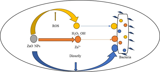 Plant Mediated Synthesis of ZnO Nanoparticles Using Butea monosperma Plant Extract and Their Antibacterial Applications  