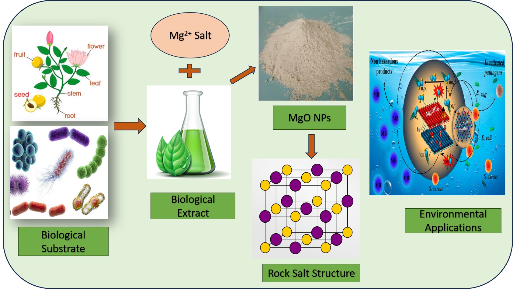 Green Synthesis and Biomedical and Environmental Remediation Applications of Phyto–Mediated Magnesium Oxide Nanoparticles