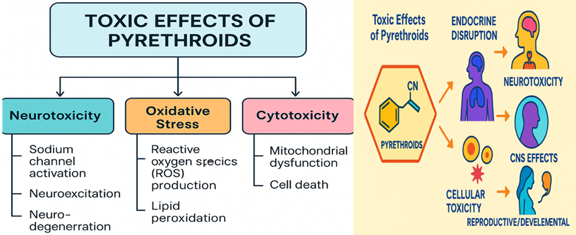 Neurotoxic Effects of Pyrethroid Insecticides: Mechanisms, Health Risks, and Future Perspectives